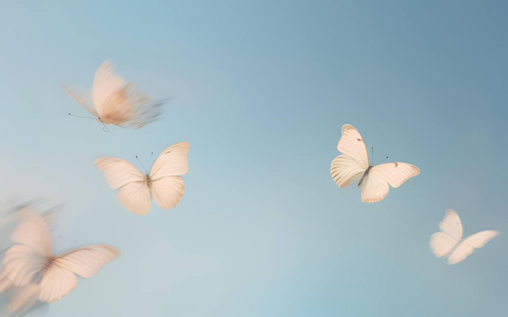 Cover bild Schmetterling